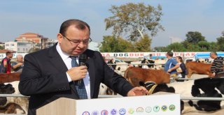 Biga 5. Sığır Güzellik Yarışması Yapıldı