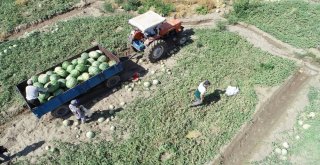 Onlarca Kiloluk Karpuzlar Görücüye Çıktı