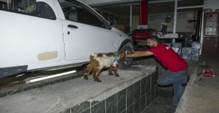 (Özel Haber) Biberonla Beslenen Oğlak Oto Sanayinin Maskotu Oldu