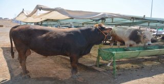 Aliağada Kurbanlıklar Alıcılarını Bekliyor