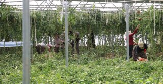 Erzincanda Domates Üretimi Artıyor