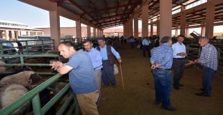 Hayvan Pazarında Bayram Hareketliliği