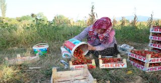 Yediveren Çileği Çiftçinin Yüzünü Güldürdü