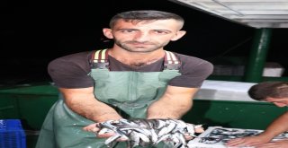 Yalova Ve Bursada Balıkçılar Vira Bismillah Dedi Kasalar Hamsiyle Doldu