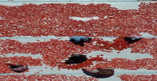 İzmir Ovaları Kırmızıya Büründü