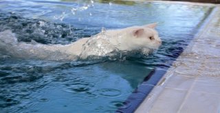 (Özel) Vanda Yüzücü Kediler Yetiştirilecek