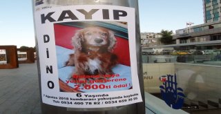 (Özel Haber) 2 Bin Lira Ödüllü Köpek, Taksim Metrosunda Bulundu