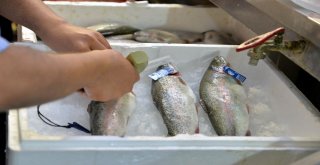 (Özel Haber) Balıklar Mavi Karekod İle Takip Edilecek