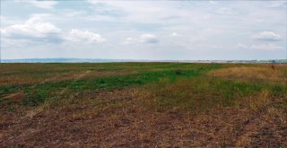 Kömür Üretimi Sona Eren Araziler Meraya Dönüşüyor