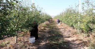 Köyde Birleştirilen Tarlalar Göçü Önleyip, İşsizliği Bitirdi