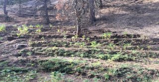 Çankırıda 450 Kök Kenevir Ele Geçirildi