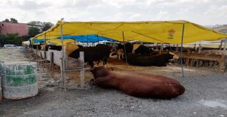 Esenyurttaki Kurbanlık Satış Alanına ‘Sineksavarlı Önlem