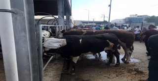 Sancaktepede Kurban Bayramı Coşkusu