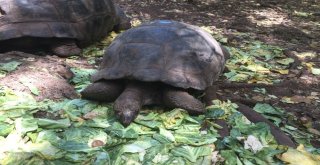 Dev Kaplumbağaların Yuvası: Changuu Adası