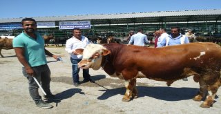 Malatya Hayvan Pazarında Arefe Yoğunluğu