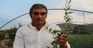 Manisada Arbequina Çeşidi Zeytin Fidanına İlgi Artıyor