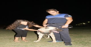 Aracın Arkasına Bağlayıp Sürüklenen Köpek Turizm Zabıtası Oldu