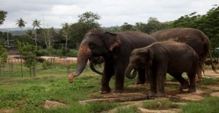 Dünyanın En İlginç Yetimhanesi: Fil Yetimhanesi