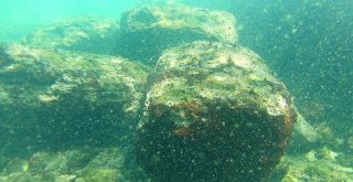 Van Gölünün Altında Yaşam Belirtileri