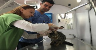 İbb Vetbüs Çekmeköyde Hayvanları Sağlık Taramasından Geçirdi