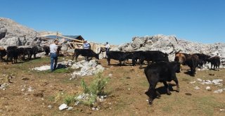 Antalya Yerli Kara Sığır Sayısı Arttırılacak