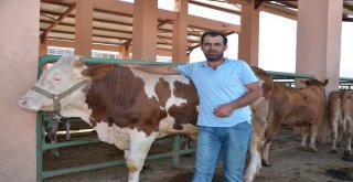 Hayvan Pazarında Yoğunluk Yaşanıyor