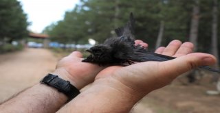 Gizemini Koruyan Ebabil Kuşu Karabükü Yurt Edindi