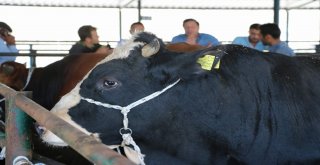 Manisa Hayvan Pazarında Padoklar Boş Kaldı
