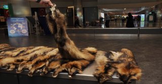 Atatürk Havalimanında Kaçak Kürk Operasyonu