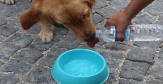 (Özel) Evcil Hayvanları Dışarı Bu Saatlerde Çıkarın