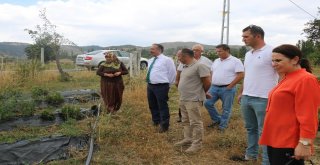 İl Müdürü Sarıdan Çilek Bahçelerinde İnceleme
