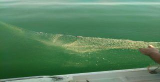 Kaçak Olarak Serilen 800 Metre Balık Ağı Ele Geçirildi