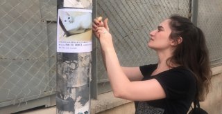 Genç Kadın Evden Kaçan Kedisini Sokak Sokak Arıyor