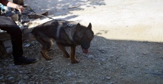 Hatayda Kaybolan Küçük Ufuk Özel Köpeklerle Aranıyor