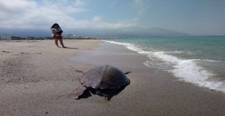 Güzelçamlı Sahilinde Ölü Caretta Caretta Bulundu