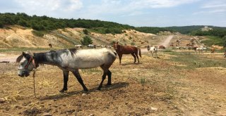 Adaya Sokulmayan Atlar Kaderine Terk Edildi
