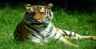 Aslan Ve Kaplanlara Nefes Kesen Beslenme Testi