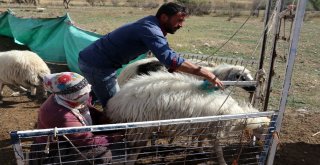 Yayla Sezonunda Sona Gelindi