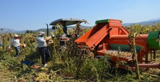 Tavas Ovasında Ayçiçeği Hasadı Başladı