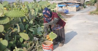 Dikenli İncir Avrupa Yolunda
