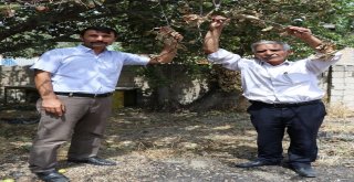 Mahalle Sakinlerinden Dsiye Tepki