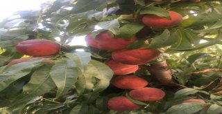 Erikten Sonra Karpuz Ve Şeftali De Dış Pazarda