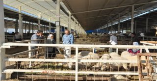 Nazillide Kurban Kesim Yerleri Belirlendi