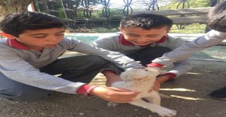 Ortaokul Öğrencilerinden Farklı Etkinlik