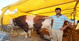 Demokratik Çadırın Keyifçi Danası