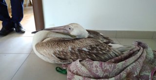 Gökten Pelikan Düştü