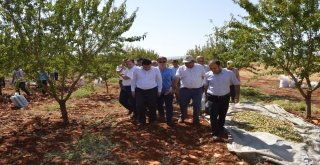 Besnide Badem Hasadı Başladı