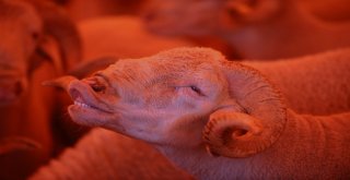 Kurban Pazarında Hareketlilik Devam Ediyor