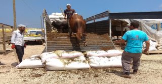 Kurban Pazarının Kralları Rekor Fiyattan Alıcı Buluyor