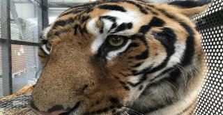 Turkish Cargo, Vahşi Doğanın Yırtıcılarını Bulutların Üzerine Taşıdı